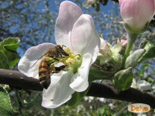 Пчеловодство , продукты пчеловодства