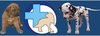 Valdemāra klīnika, veterinārā klīnika