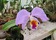 Egona Tones orhideju kolekcija un eksotiskie dzīvnieki
