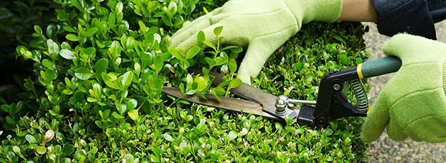 Hedge care, cutting, shaping