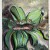 Welwitschita - Namībijaa/e 50x40 2020.