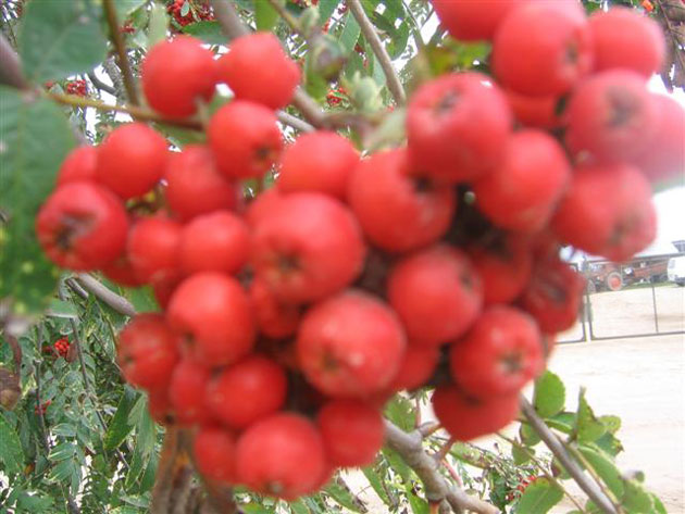 Plants of berry bushes