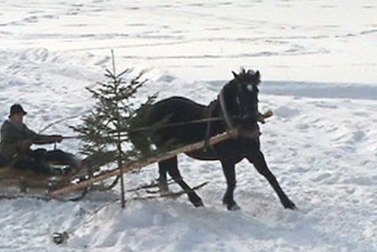 Horse cart winter competitions Z/S 