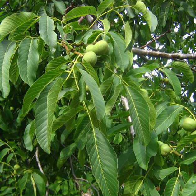 Walnut trees