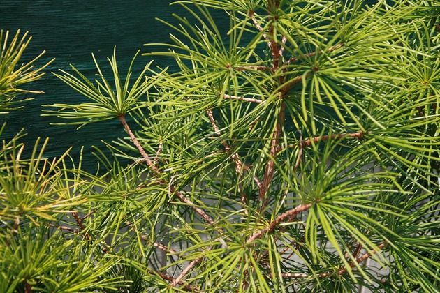 Japanese umbrella-pine Sciadopitys verticillata