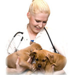 Veterinary consultations