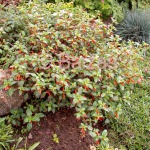 Annuals flovers