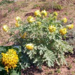 Sommerblumen
