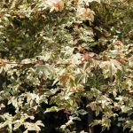 Maple
