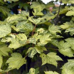 Maple