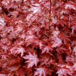 Deciduous trees