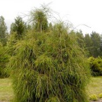 Thuja