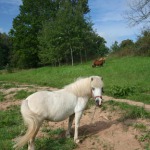 Horse rides