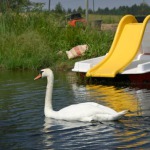 Catamaran rental, hire