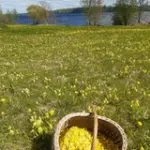 gailbiksites-janavas-2.webp