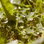 plava-janavas.webp