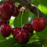 Setzlinge von Obstbäumen