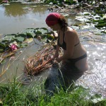 Wasserpflanzen