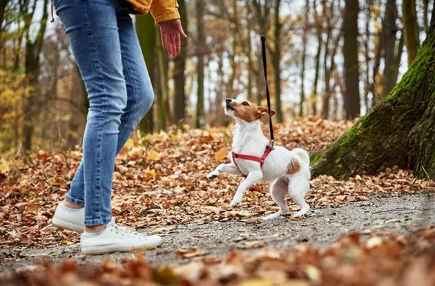 Suņu iemaukti pastaigām ar suni