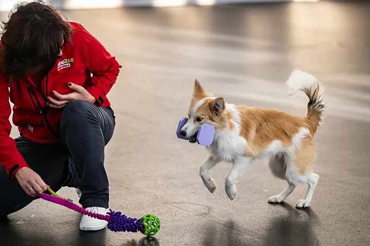 Suņu skola, apmācības, dresūra