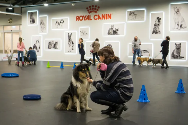 Suņu skola, apmācības kinelogs