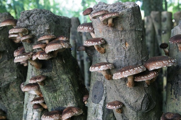 Growing shiitake mushrooms