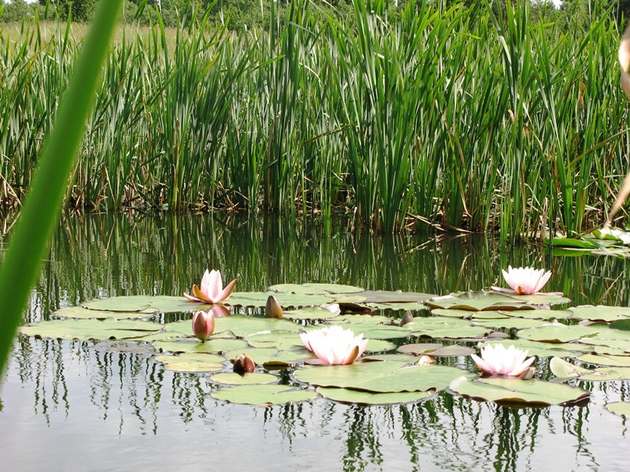 Relaxation at waters