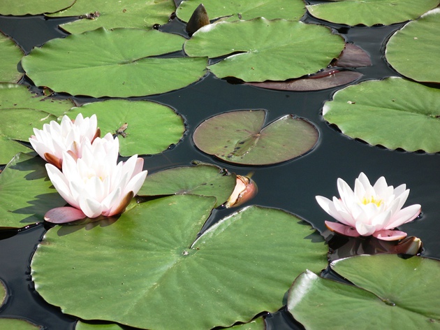 Relaxation at waters