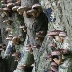 Growing shiitake mushrooms