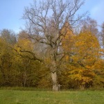 Edelbäume