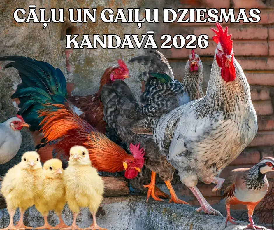 calu-un-gailu-dziesmas-kandava-2026.webp