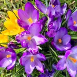 10 000 krokusi&nbsp;&nbsp;"Kangaros"