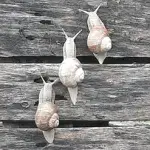 Vīngliemežu audzētava