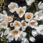 10&nbsp;000 krokusi&nbsp;&nbsp;"Kangaros"