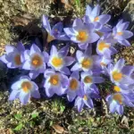 10&nbsp;000 krokusi&nbsp;&nbsp;"Kangaros"