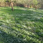 Lauku sēta "Kangari"