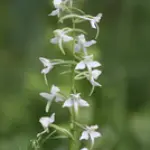 Lauku sēta "Kangari"