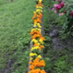 Lauku sēta "Kangari"