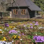 10&nbsp;000 krokusi&nbsp;&nbsp;"Kangaros"