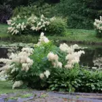 Lauku sēta "Kangari"