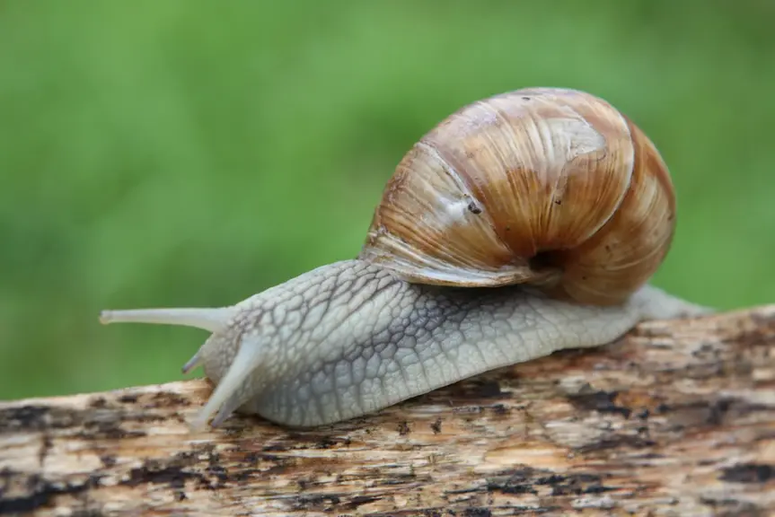 Vīngliemežu audzētava