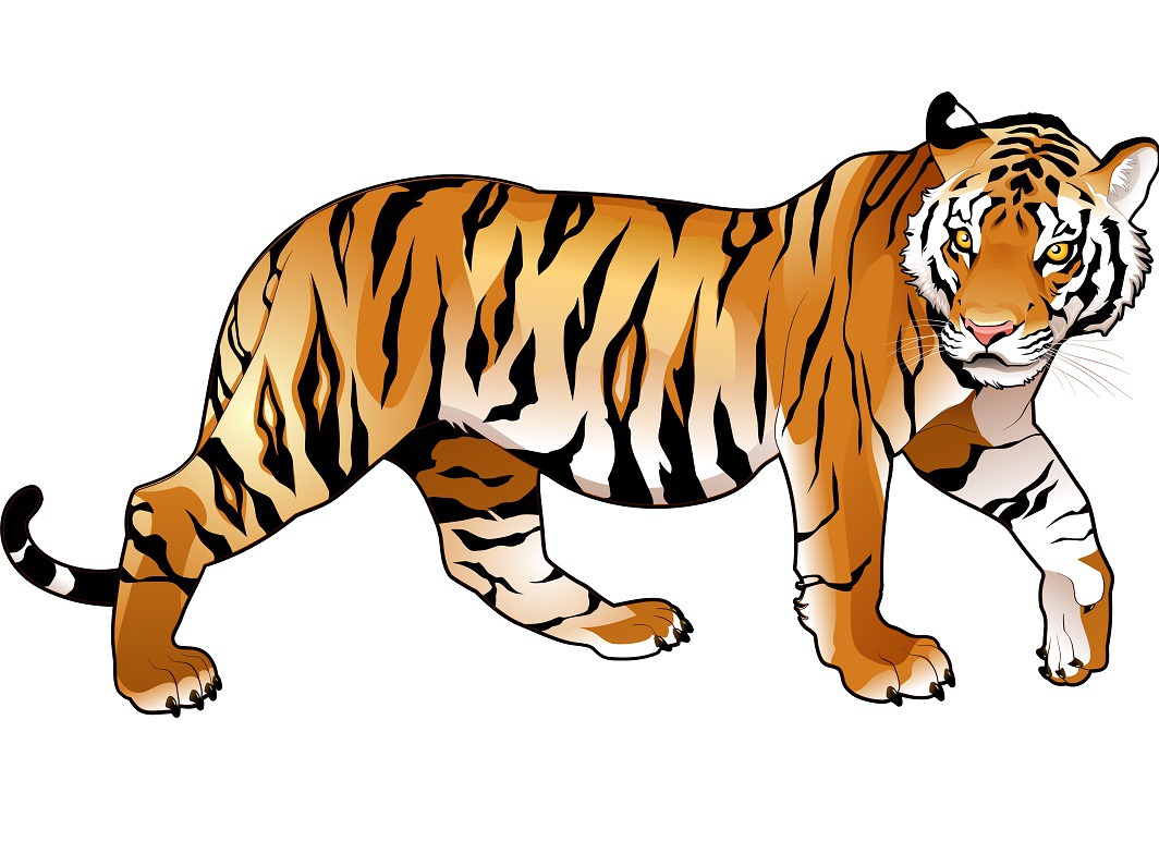 realistic-tiger-walking.jpg