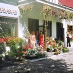 Ornamental outdoor plants
