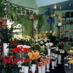 Cut flowers