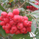 Vogelbeere