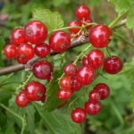 Cмородина