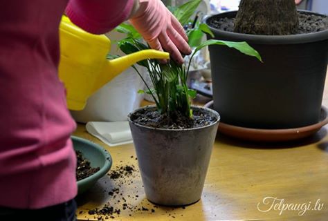 Pārstādām, apčubinām un samīļojam katru augu birojā. Piesaki kopšanu arī tu! http://bit.ly/1qmvdIA