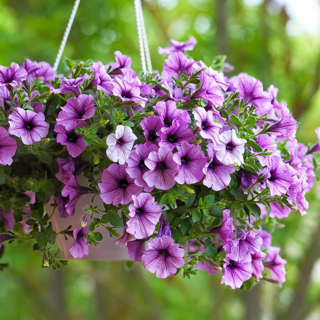 Hanging basket flowers