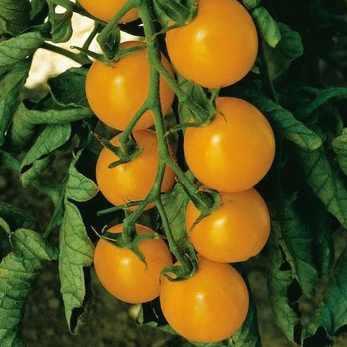 Tomato seedlings