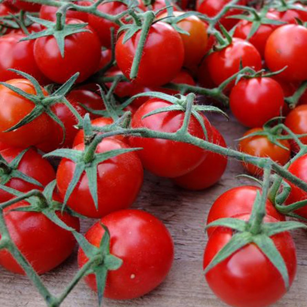 Tomato seedlings